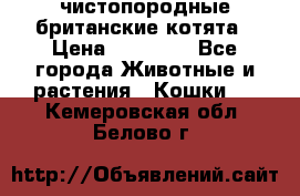 чистопородные британские котята › Цена ­ 10 000 - Все города Животные и растения » Кошки   . Кемеровская обл.,Белово г.